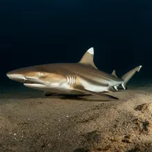 Dusky Shark, Young