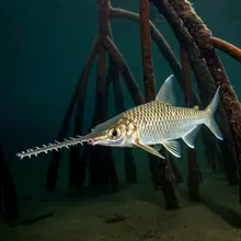 Dwarf Sawfish, Male