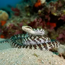 Dwarf Seasnake, Female