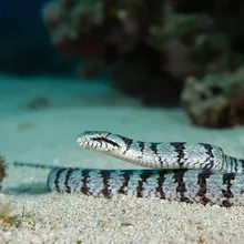 Dwarf Seasnake, Male