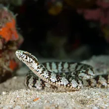 Dwarf Seasnake, Young
