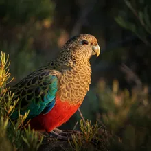 Eastern Ground Parrot, Female