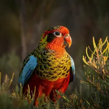 Eastern Ground Parrot, Male