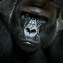 Eastern Lowland Gorilla, Close up