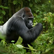 Eastern Lowland Gorilla, Female