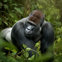 Eastern Lowland Gorilla, Male