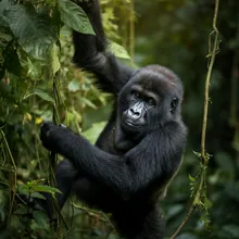 Eastern Lowland Gorilla, Young