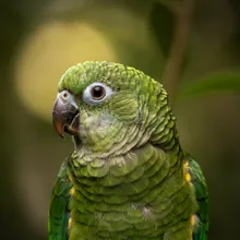 Echo Parakeet, Female