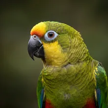 Echo Parakeet, Male