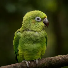 Echo Parakeet, Young