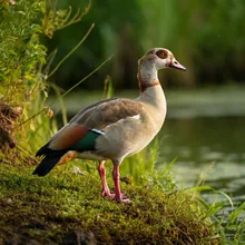 Egyptian Goose, Female