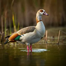 Egyptian Goose, Male
