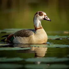 Egyptian Goose, Young