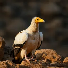 Egyptian Vulture, Male