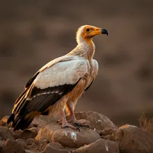 Egyptian Vulture, Young