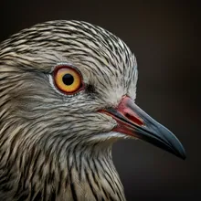 Eskimo Curlew, Close up