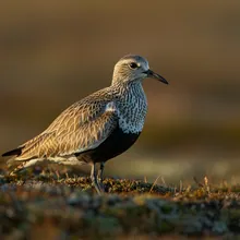 Eskimo Curlew, Male
