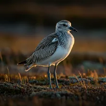 Eskimo Curlew, Young