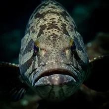 Estuarine Grouper, Close up