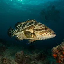 Estuarine Grouper, Female