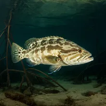 Estuarine Grouper, Male