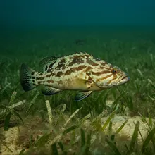 Estuarine Grouper, Young