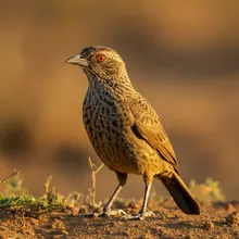 Ethiopian Bush-crow, Female
