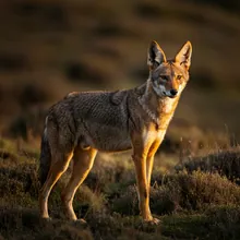Ethiopian Wolf, Female