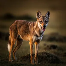 Ethiopian Wolf, Male