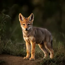 Ethiopian Wolf, Young