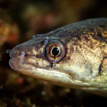 European Eel, Close up