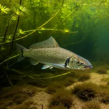European Eel, Male