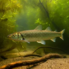 European Eel, Young