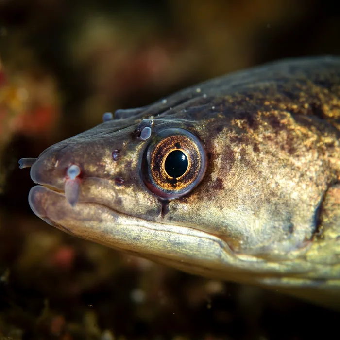 EUROPEAN EEL