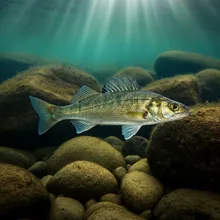 European Sea Bass, Female