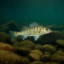 European Sea Bass, Young