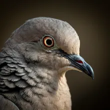 European Turtle-dove, Close up