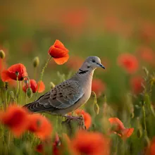European Turtle-dove, Female