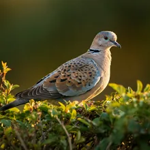 European Turtle-dove, Male