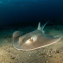 False Shark Ray, Female