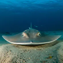 False Shark Ray, Male
