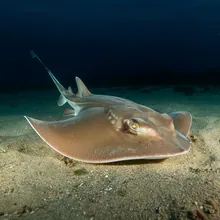 False Shark Ray, Young