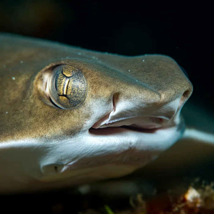 False Shark Ray