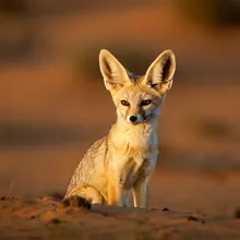 Fennec Fox, Female