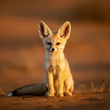 Fennec Fox, Young