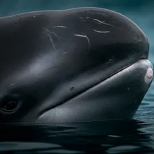 Fin Whale, Close up