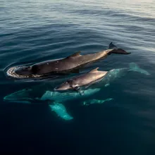 Fin Whale, Female