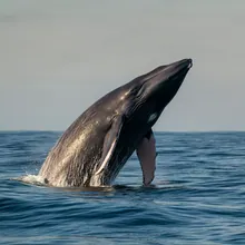 Fin Whale, Male
