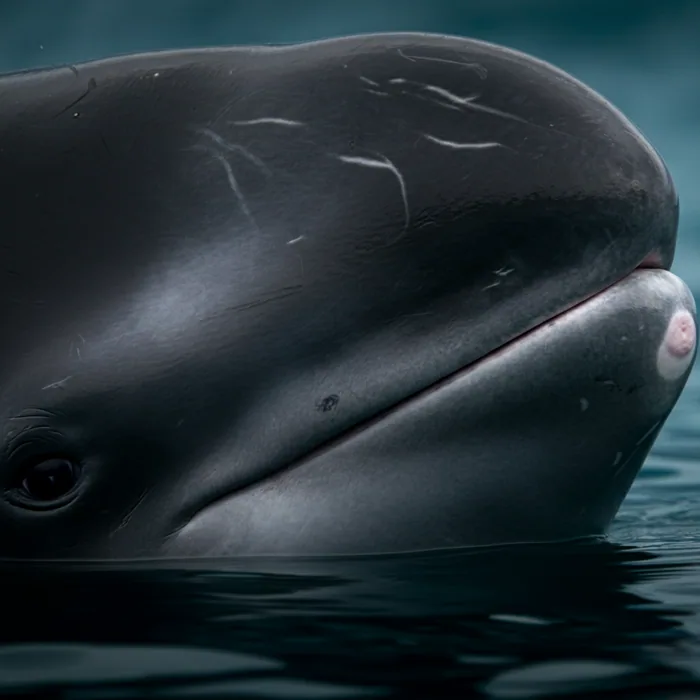 FIN WHALE