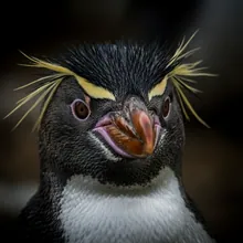 Fiordland Penguin, Close up